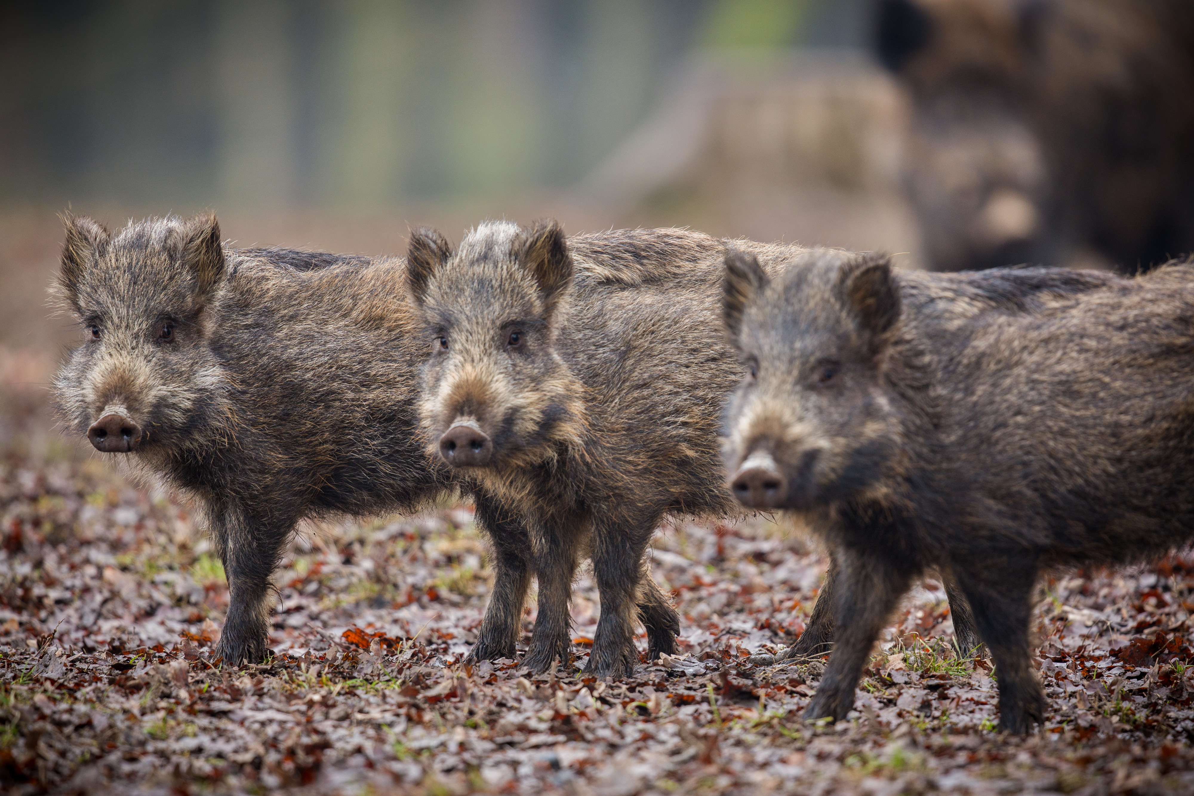 Wild Boar Nature Habitat Dangerous Animal Forest Czech Republic Nature Sus Scrofa
