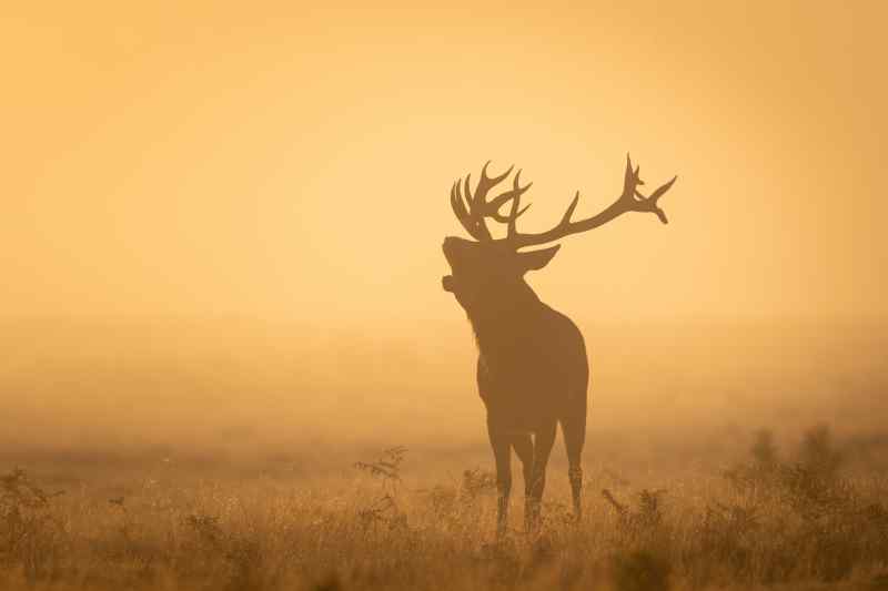 Silhouette Deer With Horns Orange Sunset