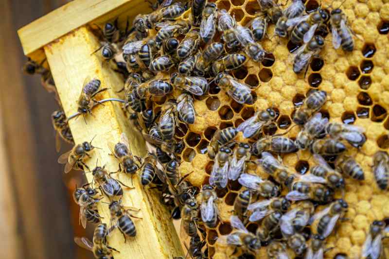 Closeup Shot Many Bees Honeycomb Frame Making Honey