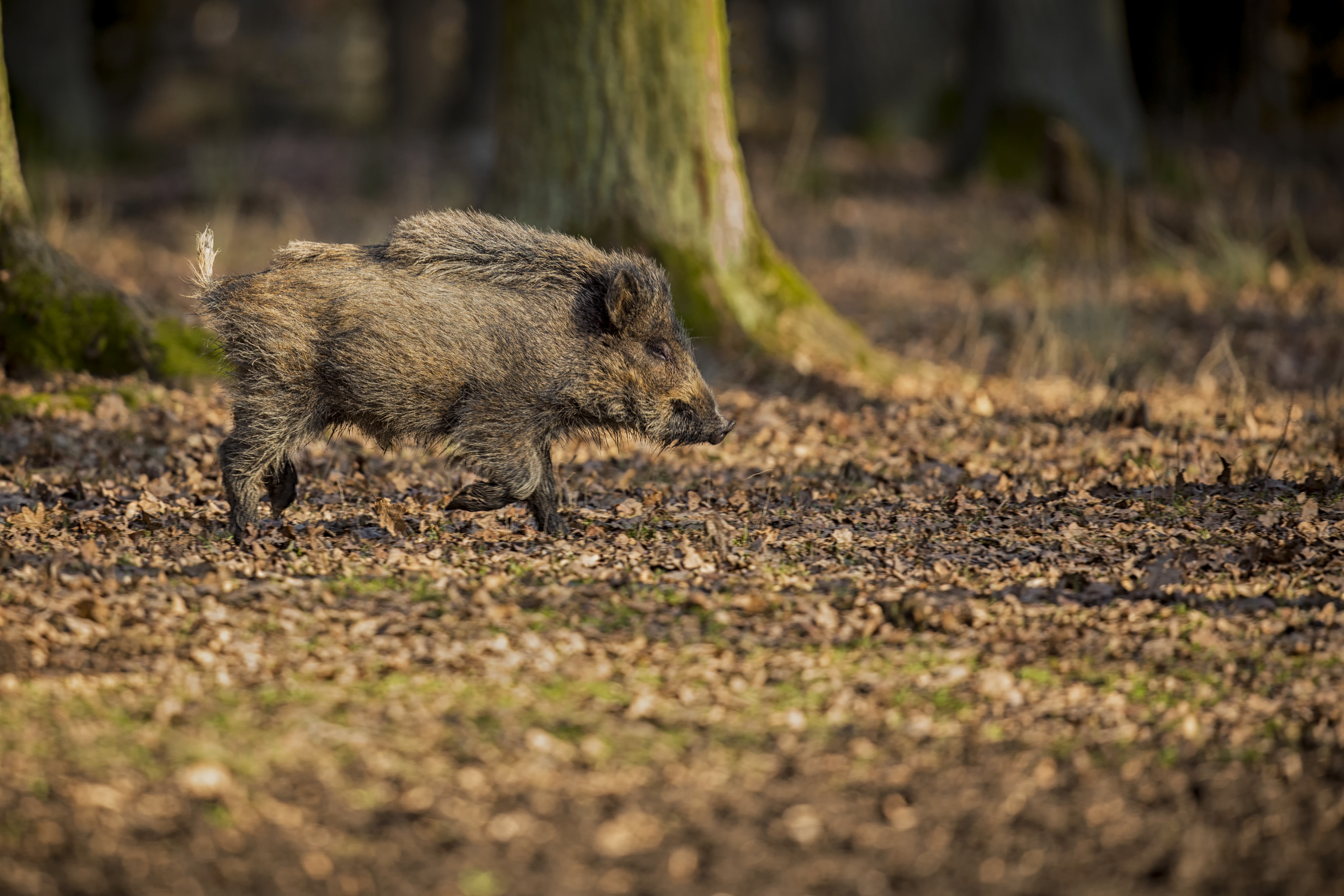 Wild Boar Nature Habitat Dangerous Animal Forest Czech Republic Nature Sus Scrofa