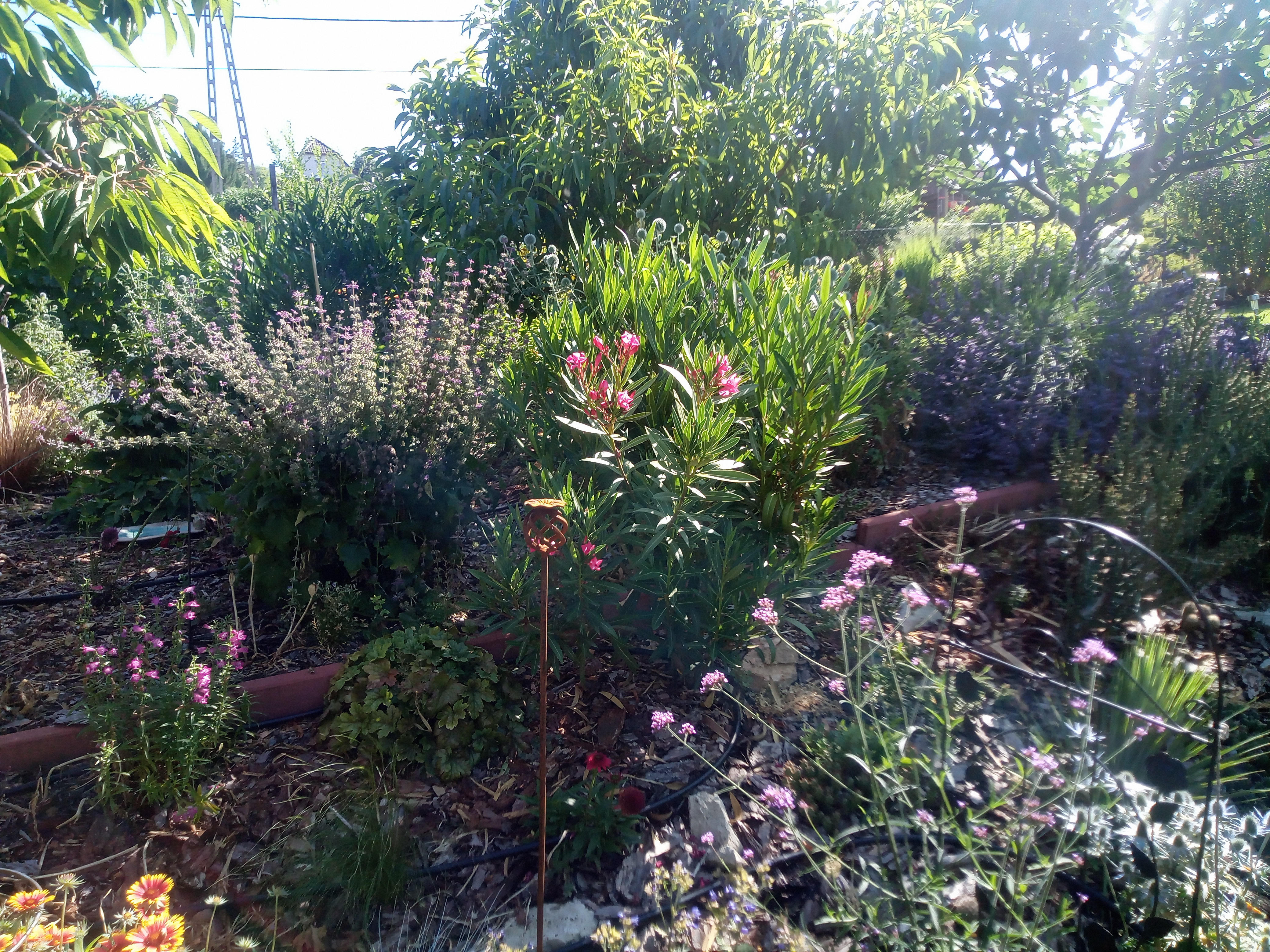 Img 20250701 092203 426