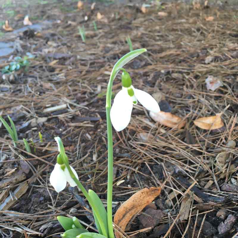 Belinszki D Marianna