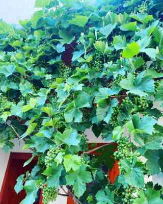 Received 1105000383735641