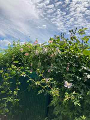 Received 1702485330123875